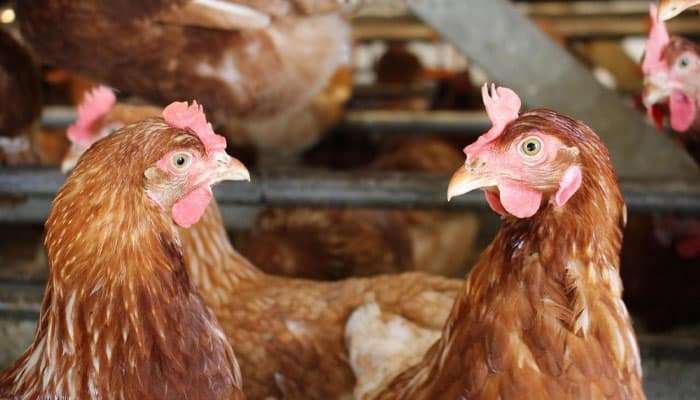 Chicken Price Increased In Lahore Now At Rupees Per Kilogram