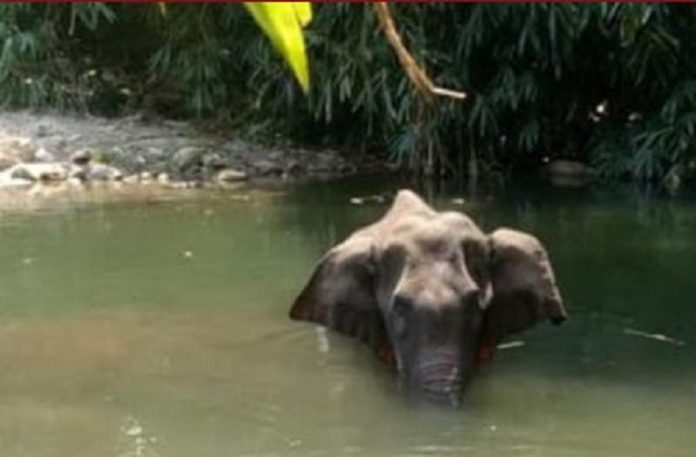 Elephant Death in India: #RIPHumanity trends on social media