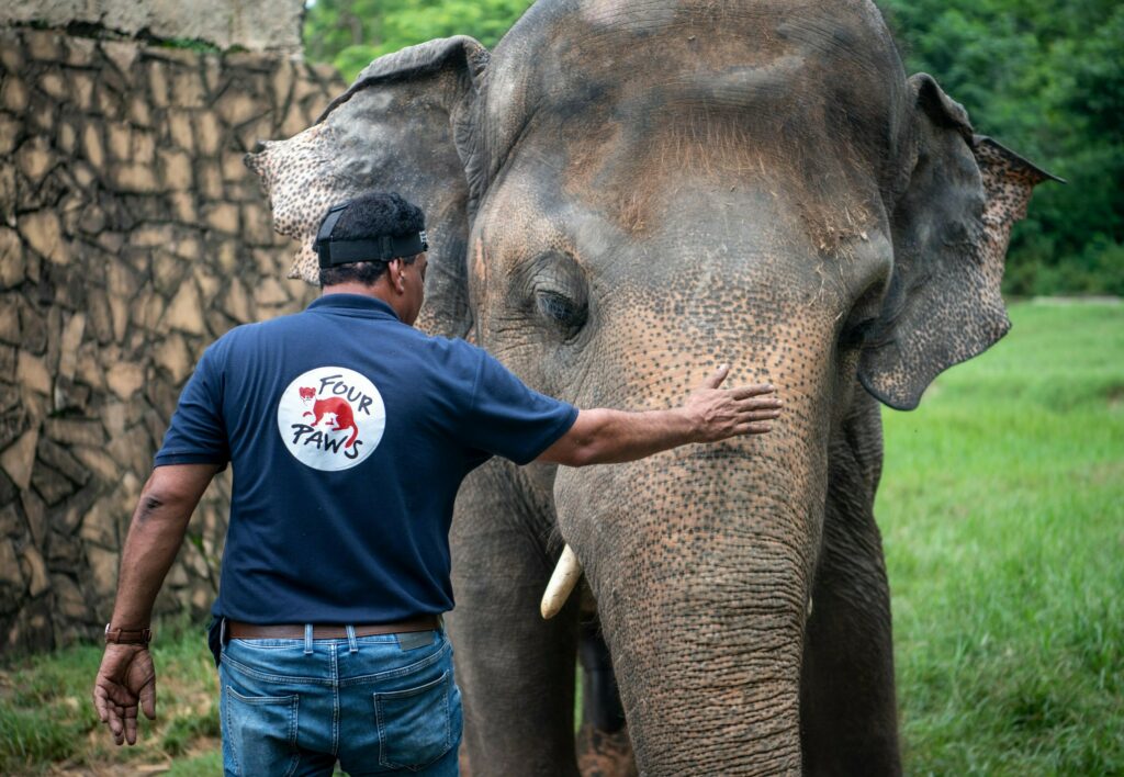 After Noor Jahan’s Demise, Authorities to Transfer ‘Madhubala’ Elephant to Safari Park