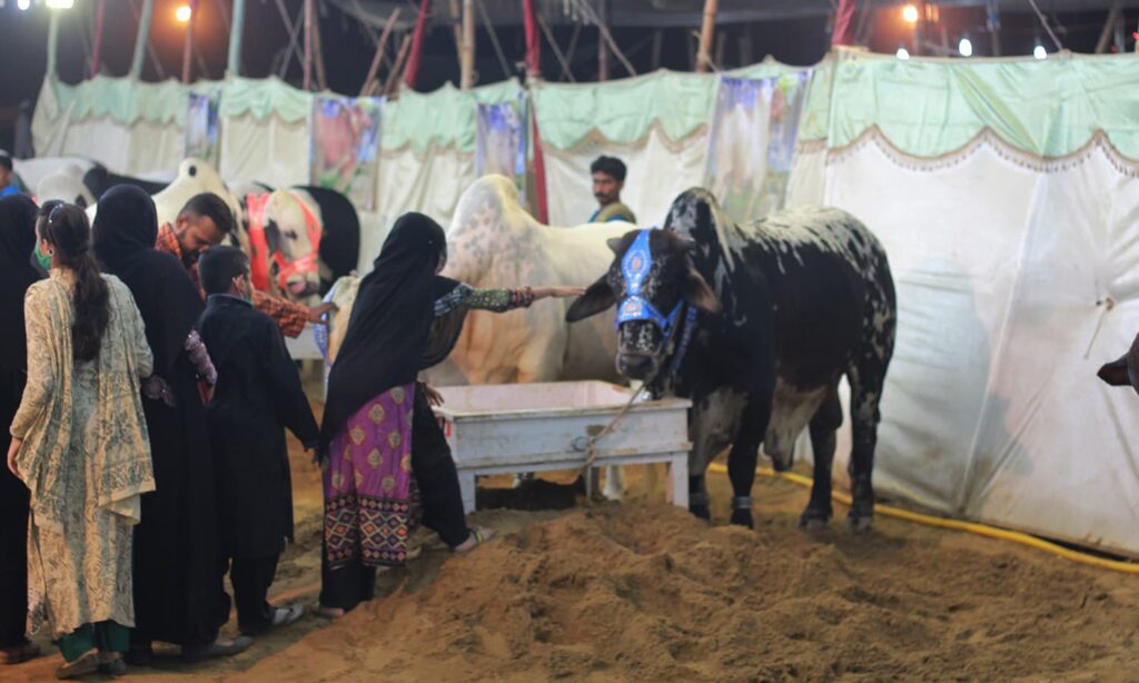 First Women only Cattle Market opens in Karachi