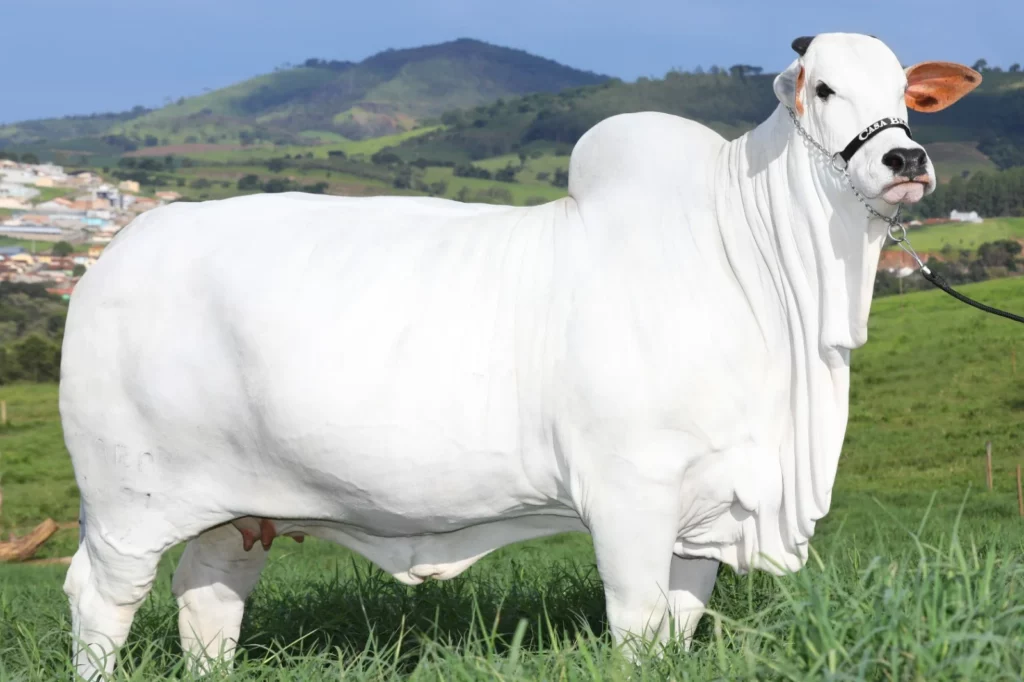 Meet the World’s Most Expensive Cow:  Worth Over 1 Billion Rupees