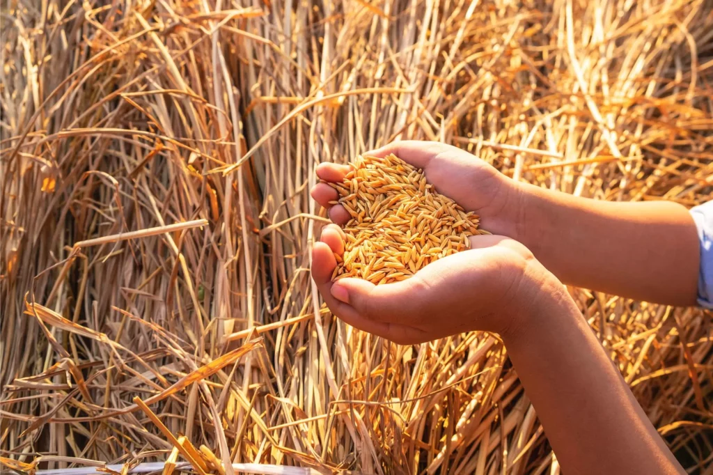 Farmers in Sindh and South Punjab to Benefit from New Heat-Resistant Hybrid Rice Variety