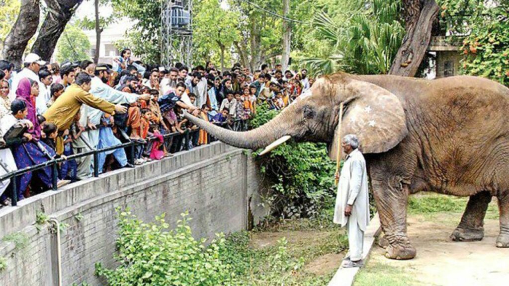 Lahore Zoo Reopening on January 31, 2024, Featuring 100 New Animals