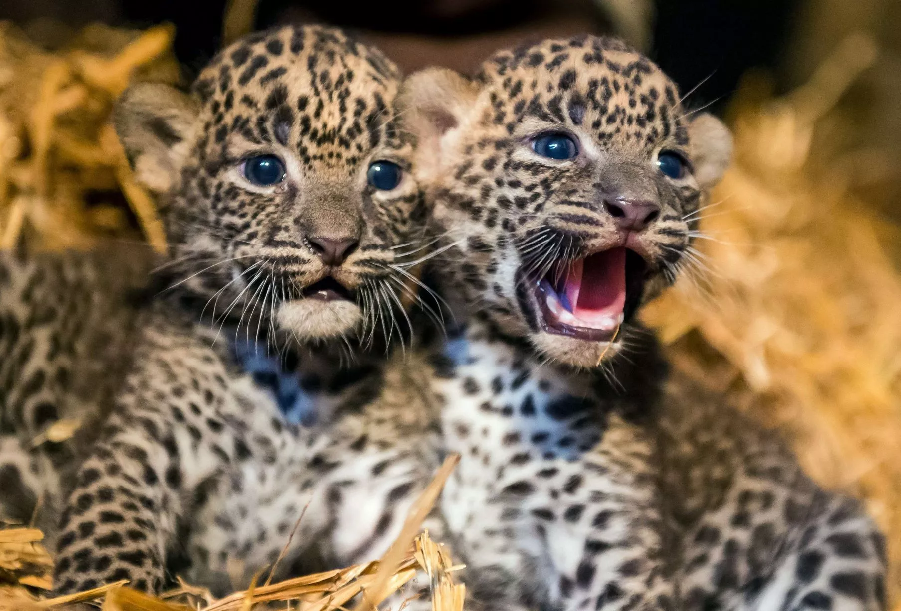 Adorable Leopard Cubs, Nilo and Sultan, Rescued in Islamabad