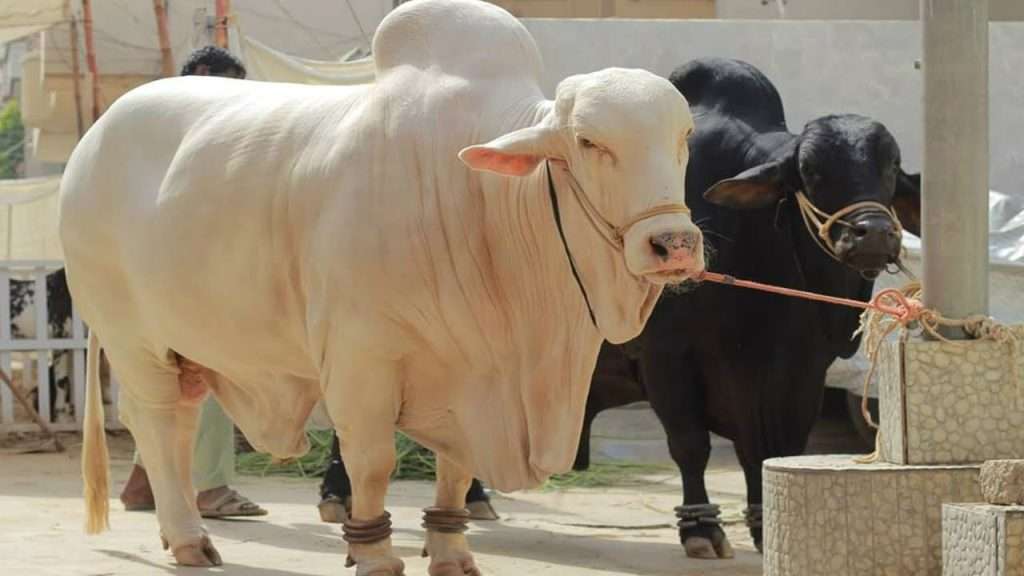 94 Cows and Buffaloes Stolen from Landhi, Karachi – Worth Crores of Rupees