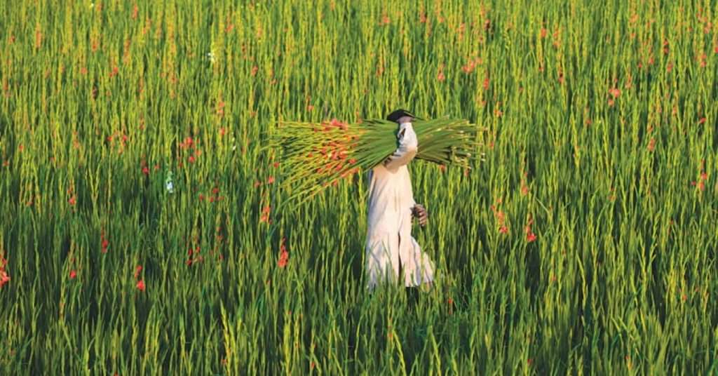 Nawaz Sharif’s Kisan Card: Rs150 Billion Loans for Punjab Farmers