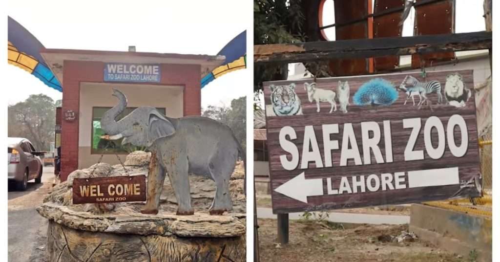 Free Entry Announced to Lahore Safari Park on Eid al-Fitr 2024