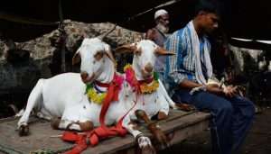 Eidul Adha Holidays in Pakistan: Latest Update