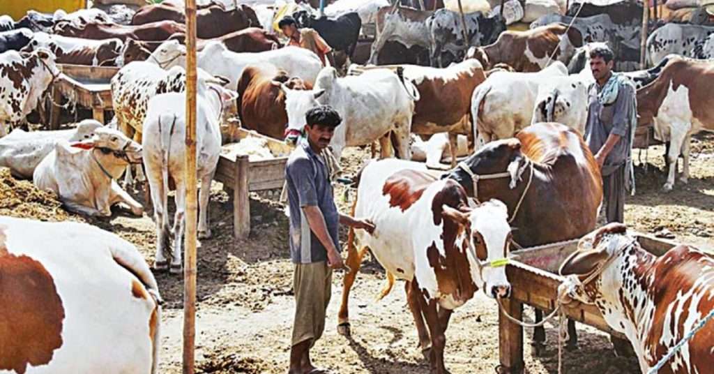 Karachi Cow Mandi 2024: Largest Cattle Market Attracts Thousands of Residents