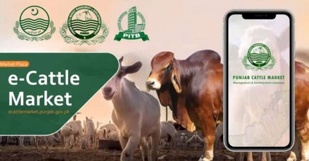 Eid ul Adha 2024 Pakistan: Punjab Launches Online Cattle Market Platform
