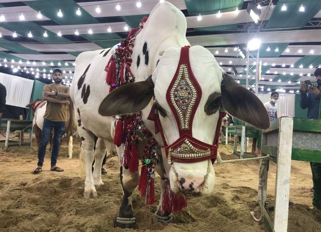 Rawalpindi Islamabad Largest Cattle Market Set Up in Bhatta Chowk