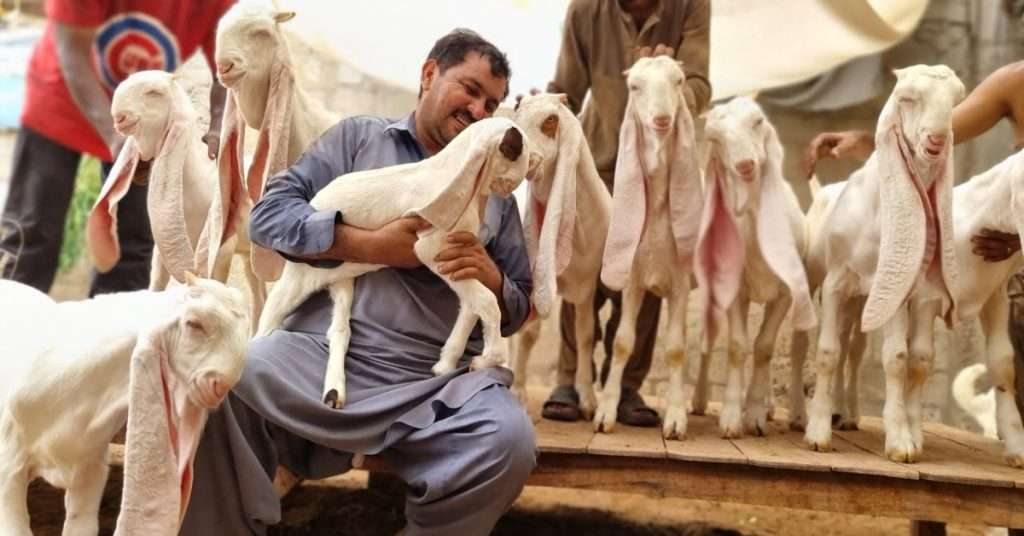 Karachi to Get Free Goats for Eid ul Adha 2024: Who is Eligible?