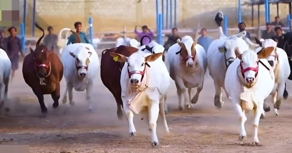 Where is the Karachi Cow Mandi in 2024? Check All Locations Here!