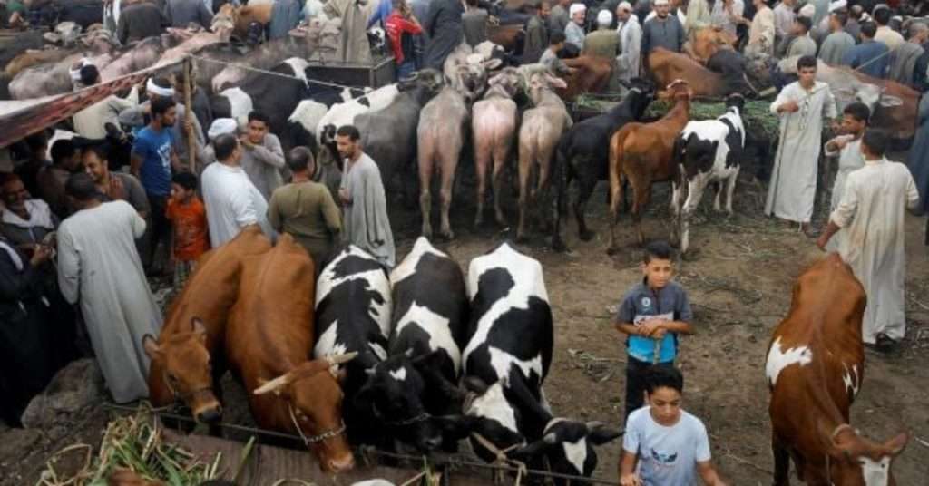 Eid ul Adha 2024: Rawalpindi to Get 11 Cattle Markets: Check Locations!