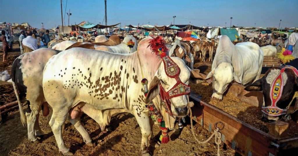 Lahore Bans Sale of Sacrificial Animals on Streets for Eid ul Adha 2024
