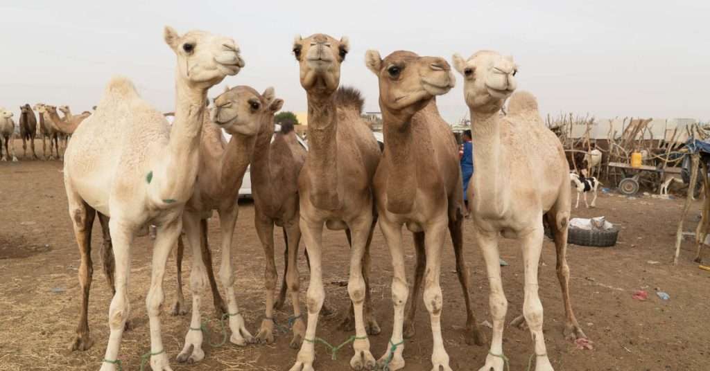 100 Camels to be Sacrificed at Sindh Governor House (Karachi) for Eid ul-Adha 2024