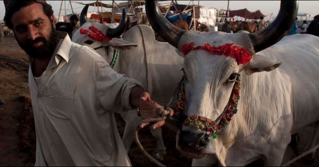 Eid ul Adha 2024: Cow Mandi Rates in Karachi Drop Significantly