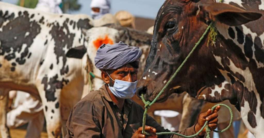 Eid ul Adha 2024: Selling Animals Outside Official Cattle Markets Now Prohibited in Punjab