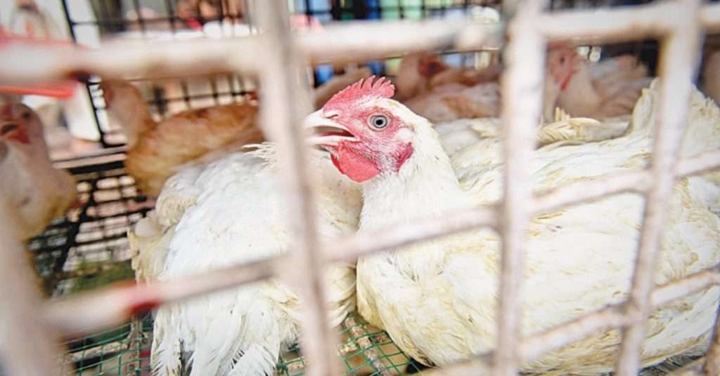 Chicken Prices Today Karachi (June 22nd, 2024): Per Kg Rate