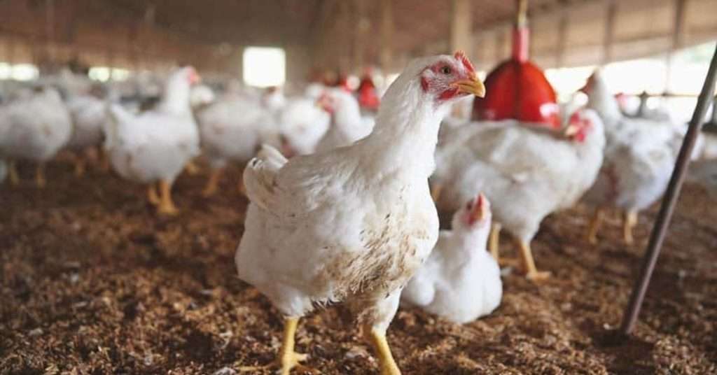 Chicken Rates in Lahore Increase: Check the Latest Prices Here!