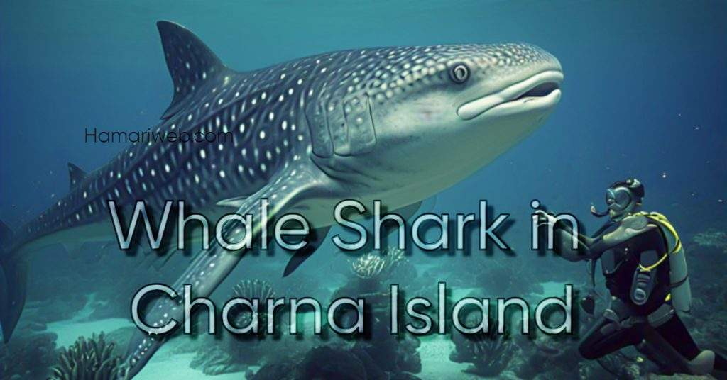 Whale Shark Spotted Near Charna Island, Karachi – Watch Video!