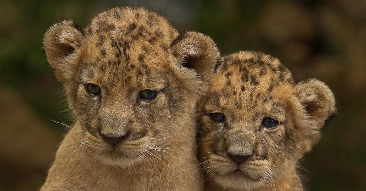 Karachi Zoo Welcomes Newborn Lion Cubs and Rare Deer Species