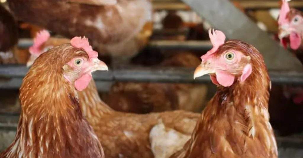 Latest Chicken Rates in Lahore: August 2024 Update