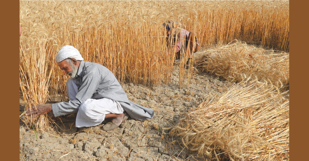 Punjab Government Wheat Release Policy: Uniform Rates Set for All Buyers