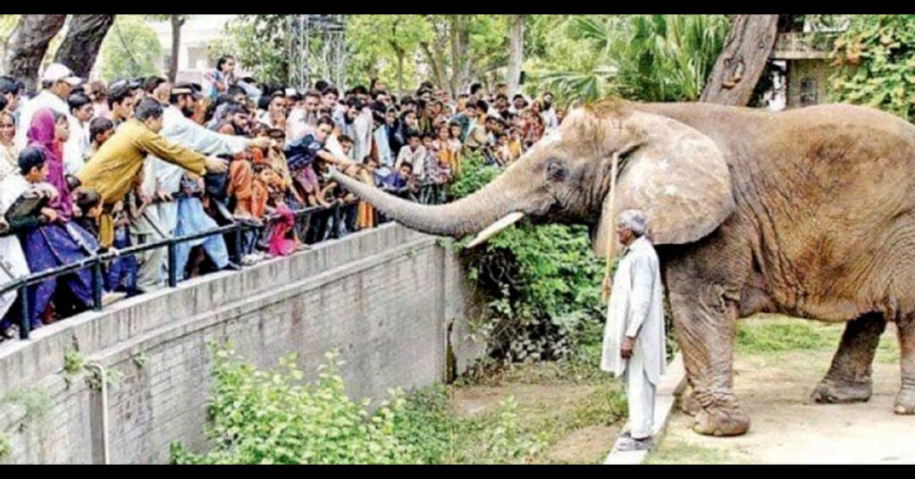 Lahore Zoo Closure: Maintenance Begins, Renovations to Complete Before Eid