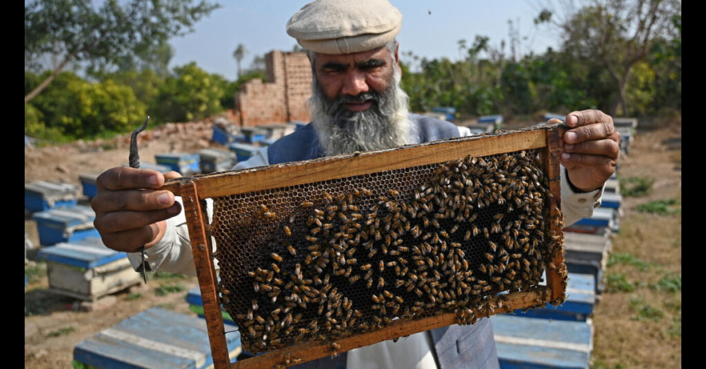 Pakistani Beekeepers Flower Migration Rises Amid Pollution and Heatwaves