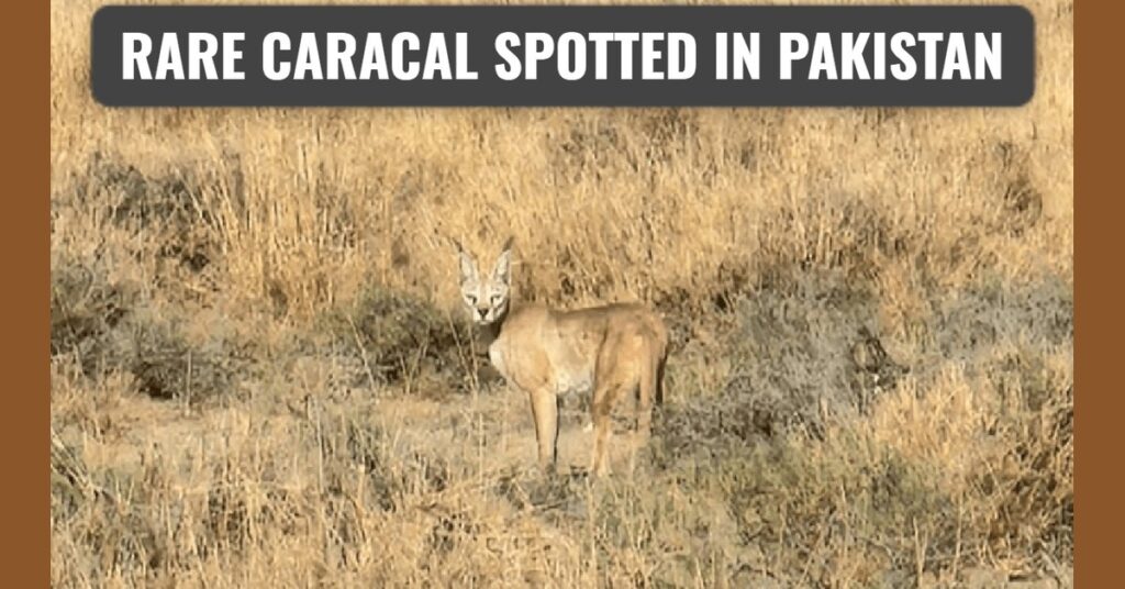 Caracal Spotted in Rahim Yar Khan Desert, Pakistan – Wildlife Experts Stunned by Rare Sighting