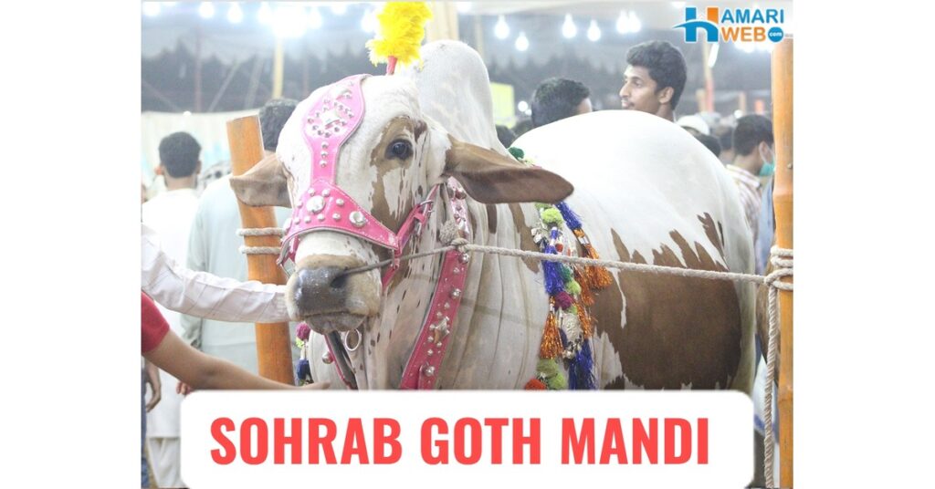 Sohrab Goth Mandi Karachi Welcomes 100,000 Animals Ahead of Eid ul Adha 2025