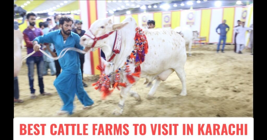 Top 10 Best Cattle Farms in Karachi to Visit Before Eid-ul-Adha 2025 with Your Family