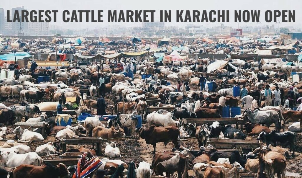 Northern Bypass Mandi 2025: Karachi’s Largest Cattle Market Opens