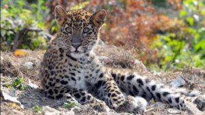 Leopard Sighting in Murree Sparks Fear Among Local Residents