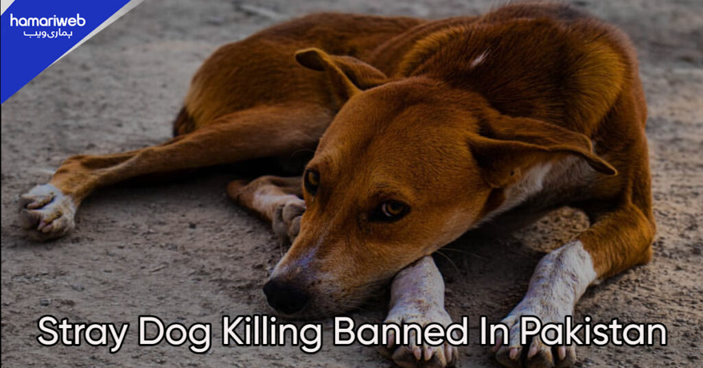Stray Dog Killing in Pakistan Banned by IHC