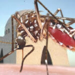 Karachi Dengue Alert: How to Protect Yourself and Avoid Testing Positive