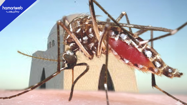 Karachi Dengue Alert: How to Protect Yourself and Avoid Testing Positive