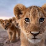 Three Healthy Lion Cubs Born at Karachi Zoo: Not Open for Public Viewing Now