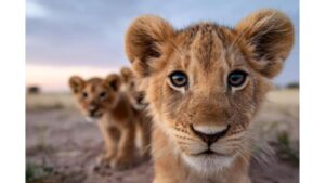 Three Healthy Lion Cubs Born at Karachi Zoo: Not Open for Public Viewing Now