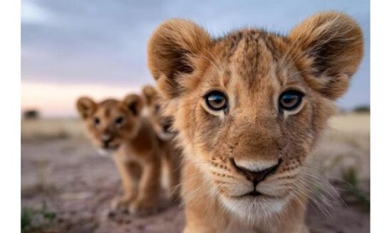 Three Healthy Lion Cubs Born at Karachi Zoo: Not Open for Public Viewing Now