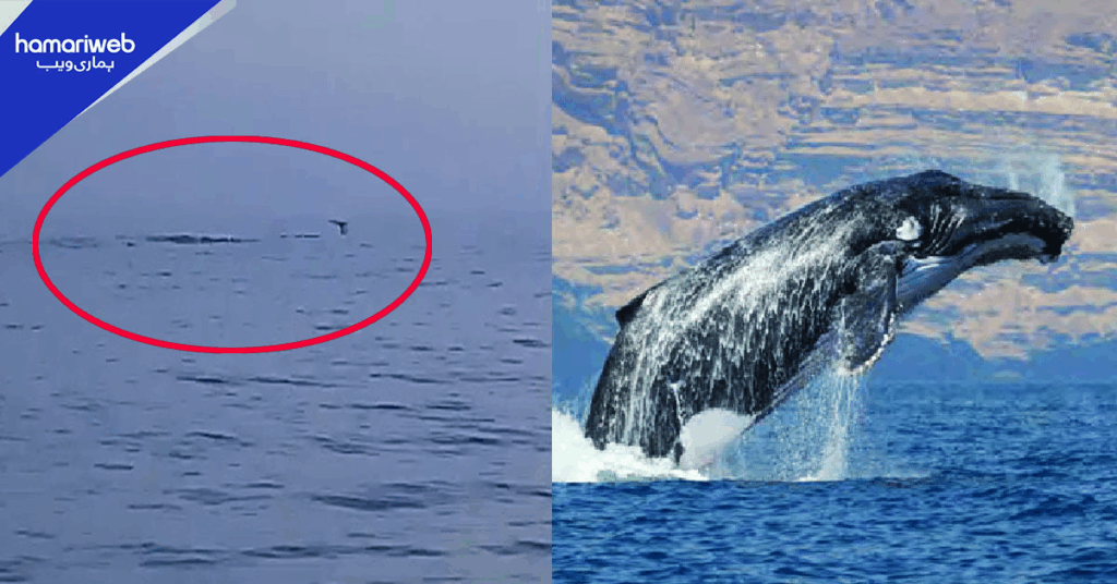 Rare Arabian Humpback Whales Sighted Near Gwadar Coast