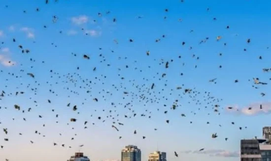 Crows’ Attack on Israel Video Goes Viral: Is It a Bad Omen?