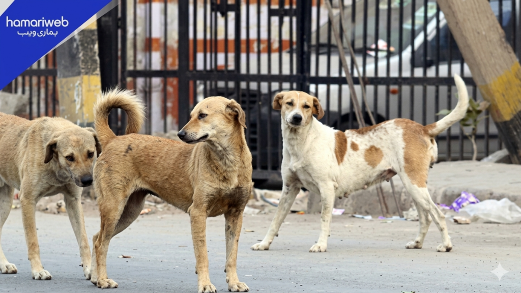Punjab Government Announces Mandatory Registration of Pet Dogs