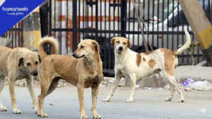Punjab Government Announces Mandatory Registration of Pet Dogs