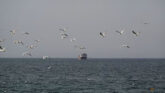 Strait of Hormuz Open: Brent Crude Oil Price Crashes 9%, Trump Thanks Pakistan