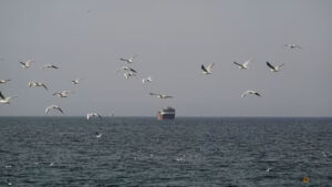 Strait of Hormuz Open: Brent Crude Oil Price Crashes 9%, Trump Thanks Pakistan