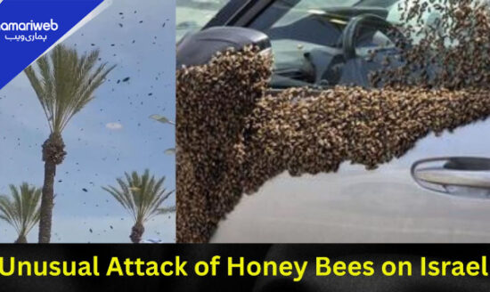 Thousands of Bees Swarm Israel: Was It Already Mentioned in the Bible?