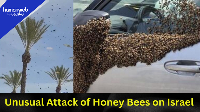 Thousands of Bees Swarm Israel: Was It Already Mentioned in the Bible?