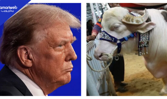 “Donald Trump” For Sale in Karachi! Heavyweight Bull Spotted with 1.5 Crore Price Tag at DALFA Expo 2026